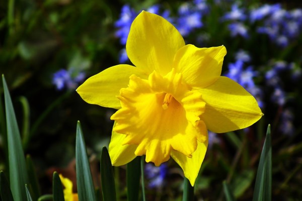 daffodil 4970904 1920