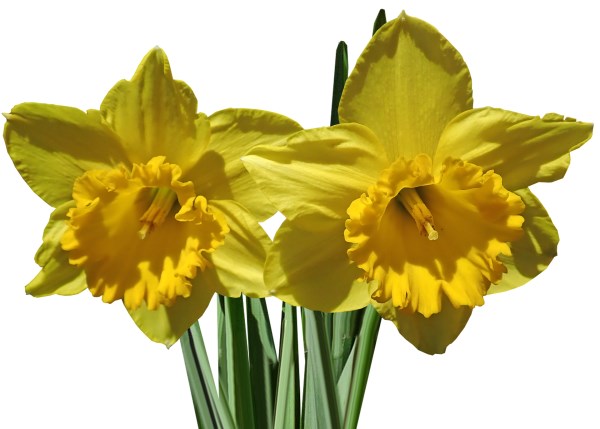daffodils 3617967 1920